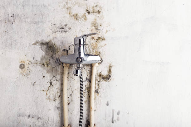Best Mold Damage Repair  in Mmaduke, AR