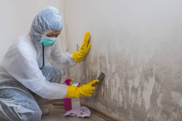 Best Mold Testing and Removal  in Mmaduke, AR