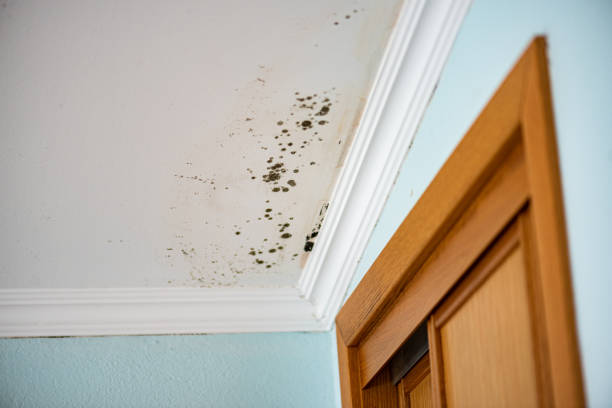 Best Residential Mold Removal  in Mmaduke, AR